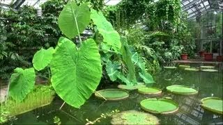 Video Walk  Botanical Garden Bonn  Botanischer Garten Bonn [upl. by Leen]