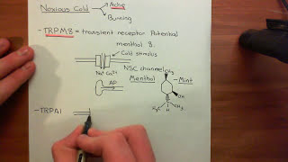 Physiology of Pain Sensation Part 9 [upl. by Ahsayn697]