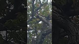 Monteiro’s hornbill Tockus South Africa 🇿🇦 NATURE TEAM CHANNEL EleenVorster Subscribes 💓 [upl. by Kreis206]