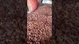 Mahogany seeds available only in bulk quantity6003385749 [upl. by Leugim]