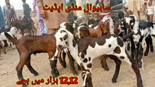 Sahiwal Mandi Update 1212 hazar mein bacche sale  BAHAWAL SHER Bakra TV sahiwalmandi animals [upl. by Nedah583]