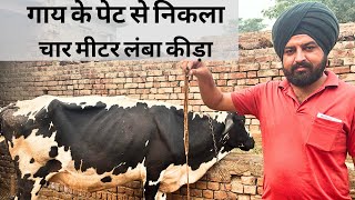 How To Get Rid Of A Tapeworm  गाय में फीताकृमि [upl. by Eillod248]