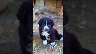 Cute baby dog missed 😭🐕dog cute [upl. by Ecertap]