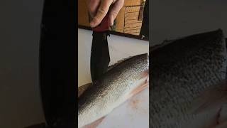 Walleye Filleted With Espada XL coldsteelknives walleye filletknife [upl. by Pardner506]