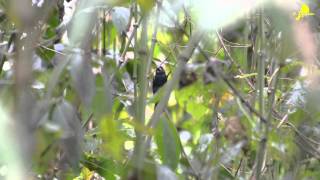 Cyanocompsa cyanoides Blueblack Grosbeak [upl. by Morel277]