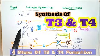 Synthesis Of Thyroid Hormones  T3 amp T4 Steps Of Formation Of Thyroid Hormones  Medico Star [upl. by Seravat]