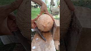 Slowmotion  how to remove coconut from Shell [upl. by Asiruam]