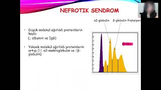 Biyokimya 1 Pratik  Protein Elektroforezi [upl. by Yeleak]