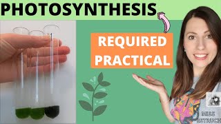 Alevel Biology PHOTOSYNTHESIS REQUIRED PRACTICAL  AQA required practical 8 aim method conclusion [upl. by Alyled]