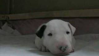 Bull terrier puppy [upl. by Eyoj575]