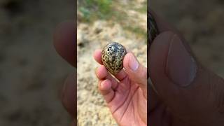 Red wattled lapwing bird eggs hatched 🐣 [upl. by Prentiss]