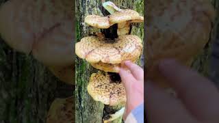 Insane Mushrooms In New England 😍 [upl. by Terej]