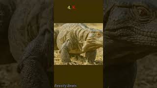 Top 9 Biggest Reptiles  animal animal facts wildlife [upl. by Korry884]