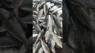 HILSHA FISH Big Wholesale market in Bangladesh short sea fishing [upl. by Nikkie]