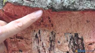 Learn About the Goldspotted Oak Borer [upl. by Vedetta]