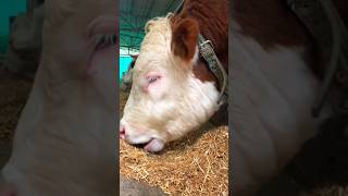 ternaksapi ternakkambing dombagarut fypシ゚viral fyp binatanglucu animals farm [upl. by Idhem]