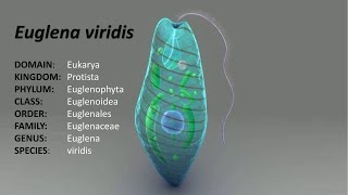 Full lecture on Euglena ClassificationDistribution and Comments [upl. by Lora487]