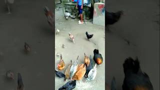 DuckHensPearl HenRooster roosterdance youtubeshortsbeautiful funny chickendance 🐓funny [upl. by Rothenberg236]