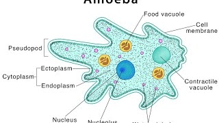 protists part3 mastigophorasarcodinasporozoansciliatestypes of binary fissionconjugationkvs [upl. by Lodi]