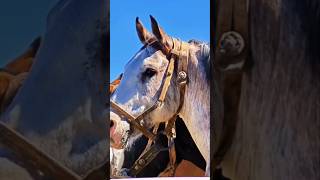 Gauchos Argentinos 🇦🇷 caballos [upl. by Ammon]