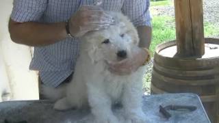 3Tutorial Pulizia e toeletta del cane da pastore maremmano abruzzese [upl. by Aivatan]