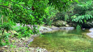 Sounds of Nature Water Sounds and Forest Birds Chirping White Noise for Sleeping Relaxing ASMR [upl. by Oreste]