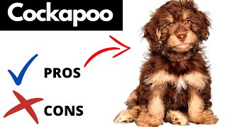 Cockapoo Pros And Cons  Should You REALLY Get A COCKAPOO [upl. by Tasiana428]