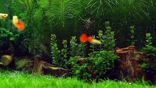 Popular Freshwater Plants Part 1 [upl. by Warrick]