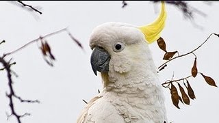 Exotic Birds  Crazy Sulphur Crested Cockatoos [upl. by Aznerol]