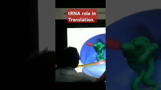 tRNA role in Protein Synthesis forXXIXIINEETampCUET [upl. by Lodie]