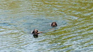 Wirehaired Pointing Griffon vs Soft Coated Wheaten Terrier A Terrier Comparison [upl. by Nnylarat315]