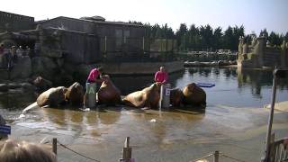 Dolfinarium walrussen show [upl. by Lekim]