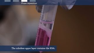 How to isolate RNA from tissue or cells [upl. by Ennayr]