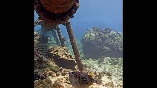 When a Pufferfish Gets Way Over Excited  MEGA Lab Hawaii youtubeshorts like share [upl. by Imhsar871]