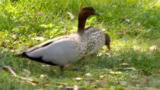 Australian Wood Ducks Chenonetta jubata ♀♂ [upl. by Stoffel]