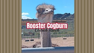 Rooster Cogburn Ostrich Ranch Arizona [upl. by Ettesil560]