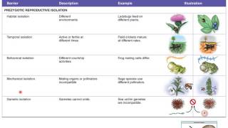 Lecture 18 Macroevolution [upl. by Swihart]