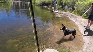 Lucky day of fly fishing for trout [upl. by Roanne]