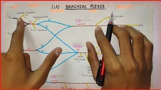 Brachial Plexus 13  How to Draw Brachial Plexus  Branches [upl. by Citarella137]