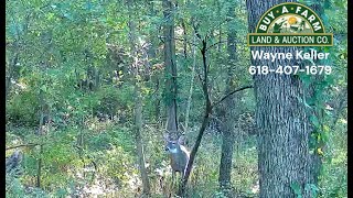 Trail Cam 17 Chester IL 75 acres [upl. by Barbee]