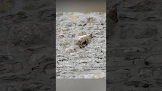 Ibex Goats shorts shortvideo [upl. by Akemrej]