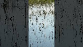 Flood tide tailing redfish tailingredfish floodtide [upl. by Osanna]