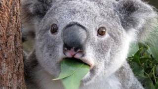 koala sound effect  sound of kaola bear screaming [upl. by Leoj669]