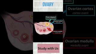 OVARY  Biology education science biology exam neet medical cbse ncert shortvideo youtube [upl. by Laius]