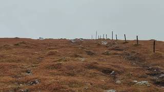 Ptarmigan flock near Ben Chonzie Summit [upl. by Dickman]