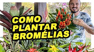 COMO PLANTAR BROMÉLIAS CORRETAMENTE [upl. by Reidid]