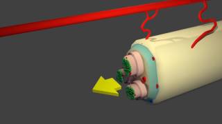 Sliding interphase zones in a peripheral nerve [upl. by Lurlene408]