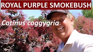 Royal Purple Smokebush  Cotinus coggygria  All about it [upl. by Resa]