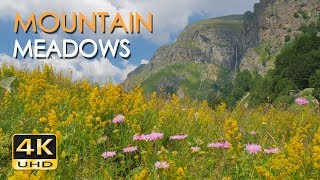 4K Mountain Meadows  Cricket amp Grasshopper Sounds  Wild Flowers  Relaxing Nature Video  Ultra HD [upl. by Nosnah806]