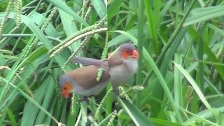 North American Wildlife  OrangeCheeked Waxbill a flock of around 15 birds [upl. by Wilow256]